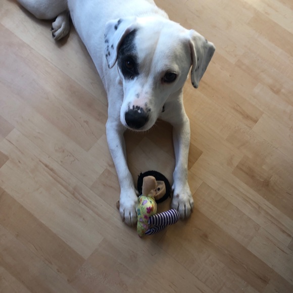 Pet in household - Picture 3 of 6